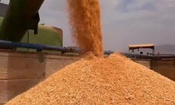 افزایش قیمت گندم در بازارهای جهانی/واردات کالاهای اساسی سخت‌تر شده است