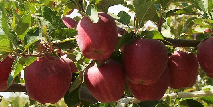برداشت ۶۸۰ هزار تن محصول سیب درختی در آذربایجان‌شرقی