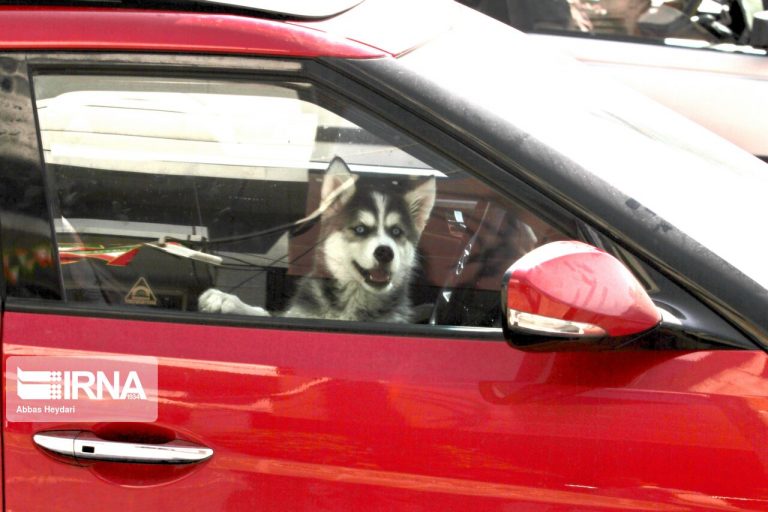 بیماری‌های مشترک انسان و دام، عامل ۲۵ درصد مرگ ومیرها در جهان