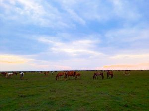 recive.ir | تصاویری دیدنی از اسب‌های وحشی در پارک ملی بوجاق