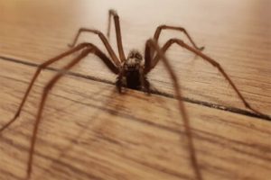 recive.ir | حمله وحشتناک عنکبوت‌ها به ایرلند شمالی