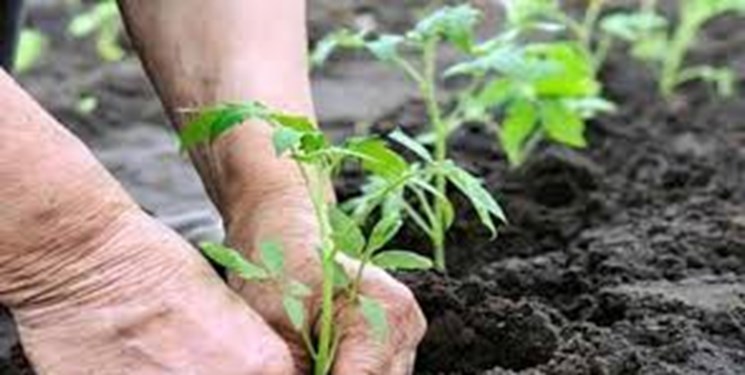 امید به احیای جنگل‌های زاگرس/ ۶۵۶ هکتار در کرمانشاه بذرکاری می‌شود