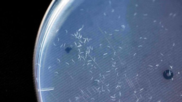 تشخیص سرطان با استفاده از کِرم