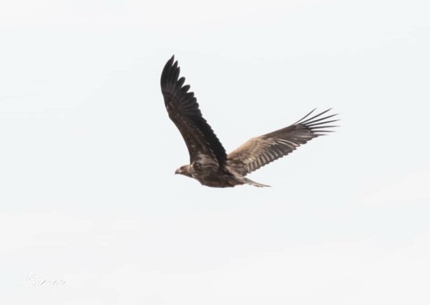 تنوع پرندگان پناهگاه حیات وحش یخاب به ۱۱۷ گونه افزایش یافت