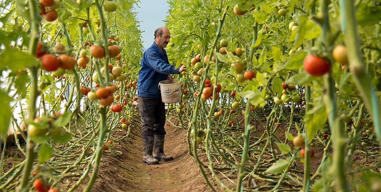 حوزه کشاورزی با انبوهی از مشکلات و بی‌توجهی‌ها/ آیا کشاورزی کهگیلویه و بویراحمد متحول می‌شود؟