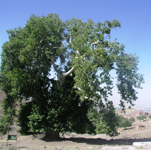 درخت چنار کهنسال ۴۰۰ ساله روستای «داس» زبرخان نیشابور در فهرست میراث طبیعی ملی ثبت شد