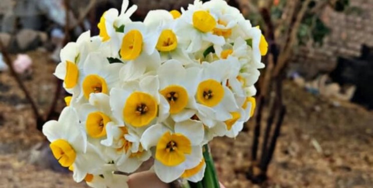 شمیم عطر نرگس در شهرستان رستم