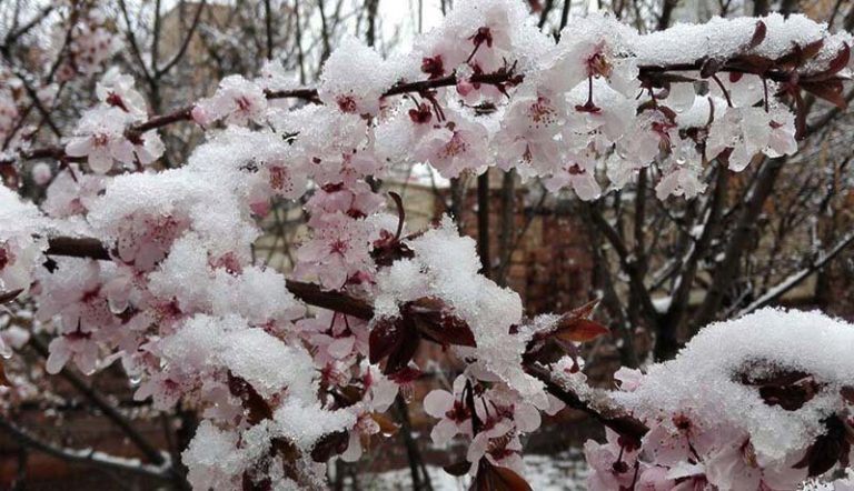 هشدارهای هواشناسی به کشاورزان و گلخانهداران/ ورود سامانه بارشی جدید از چهارشنبه