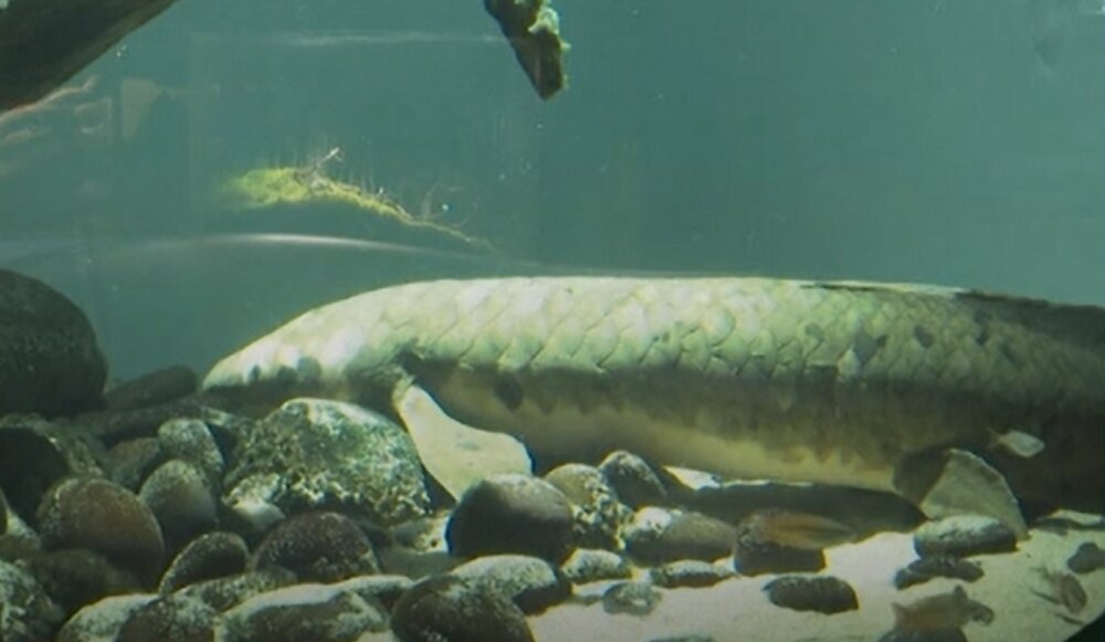 پیرترین ماهی جهان که ماساژ شکم میگیرد و انجیر دوست دارد/ عکس