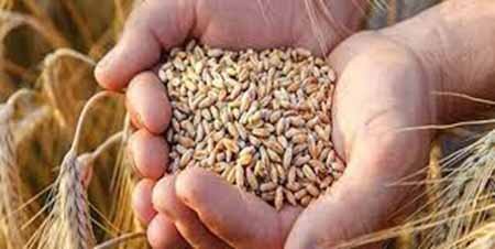 ۶۵ هکتار از اراضی در منطقه امیرآباد به کشت بذر مادری گندم اختصاص یافت