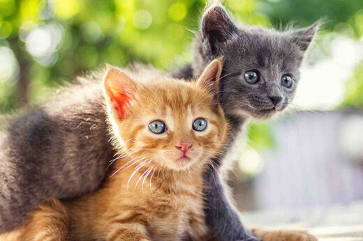 ببینید | نجات گربه بازیگوش از حفاظ‌های گوزنی در کاشان