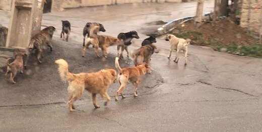 «حقوق حیوانات» در مهار سگ‌های ولگرد فراموش نشود