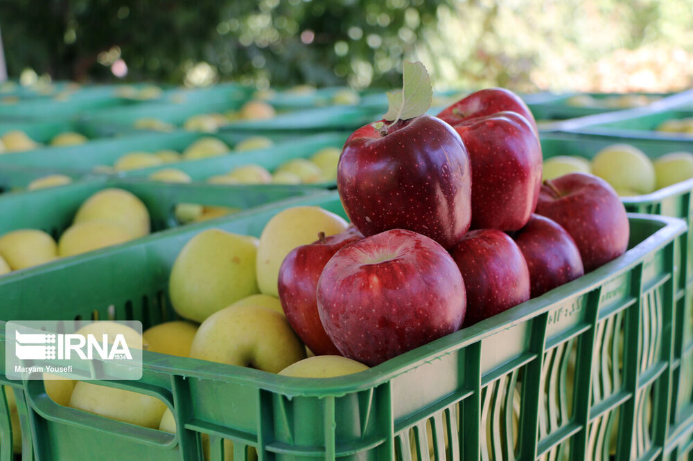 خوردن سیب پیش از خواب چه فواید و مضراتی دارد؟