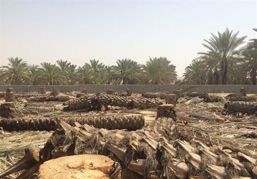 شعله آتش بر جان نخلستان های منیوحی خوزستان/ مرگ غم انگیز ۱۰۰۰ نخل در اروندکنار