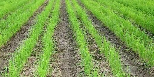 ممنوعیت کشت برنج در فصل تابستان /میزان بارندگی در خوزستان مطلوب نیست