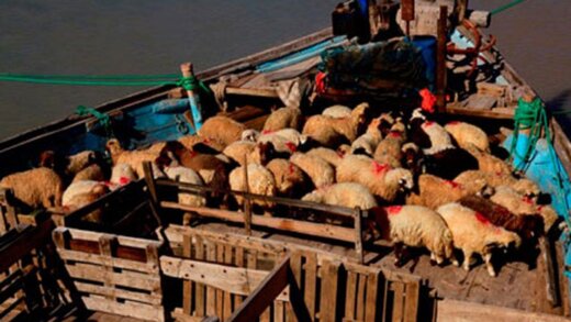 منع صادرات دام موجب تحمیل خسارات به دامداران خوزستانی شد