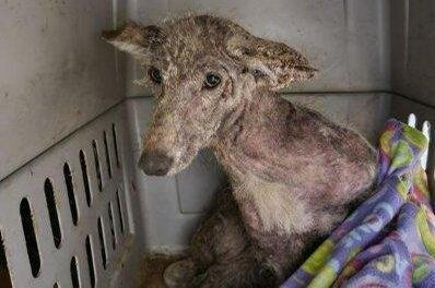 کایوت یا سگ؟ حیوان مرموزی که سرانجام در پنسیلوانیا شناسایی شد/ عکس