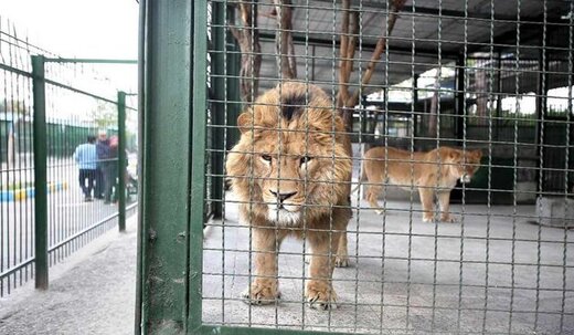 اولین قربانی باغ وحش در تهران چه کسی بود؟
