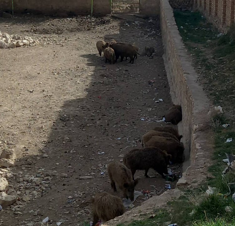 اینجا زندگی از نفس افتاده است، در باغ وحش شیراز چه می‌گذرد؟‌