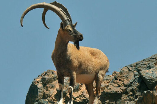 ببینید | تصاویری از حیات وحش زیبای منطقه حفاظت شده قمصر  از کاشان