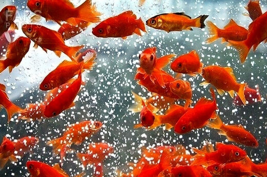 توصیه‌های مهم درباره خرید ماهی قرمز نوروز