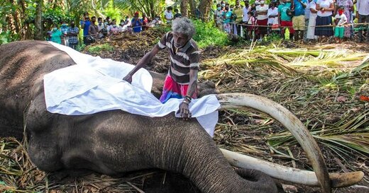 مرگ فیل مشهورِ سری‌لانکا/ عکس