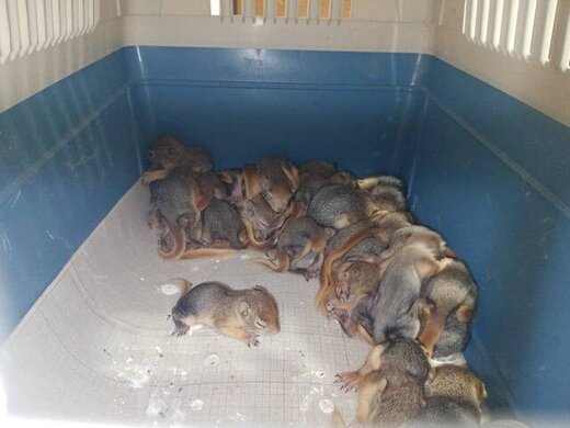 نجات ۳۲ بطانه سنجاب ایرانی در حال انقراض در سردشت از یک باند قاچاق و فروش حیوانات