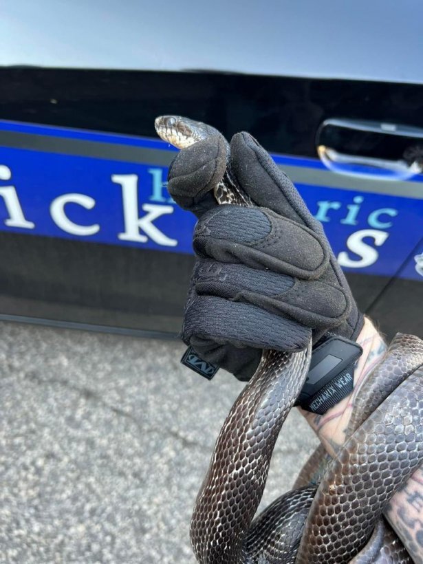 پلیس از ورود یک مار موشخوار به خانه جلوگیری کرد/ عکس