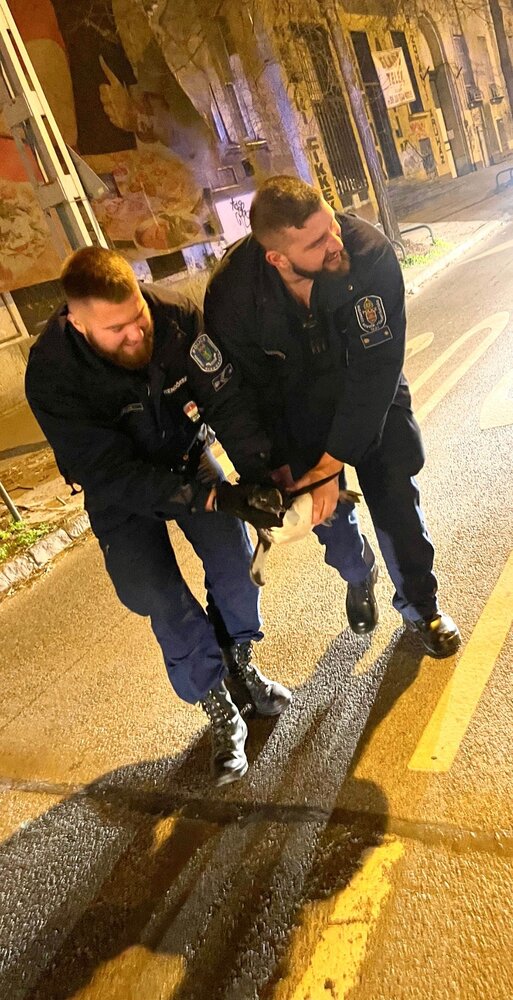 پنگوئن فراری از باغ وحش، در حال قدم زدن در خیابانهای بوداپست مشاهده شد! / عکس