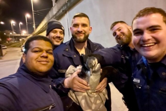 پنگوئن فراری از باغ وحش، در حال قدم زدن در خیابانهای بوداپست مشاهده شد! / عکس