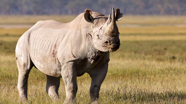 ۷ گونه جانوریِ در حال انقراض در جهان