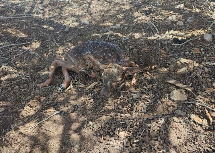 تولد نخستین بچه گوزن زرد ایرانی در سال ۱۴۰۱/ عکس