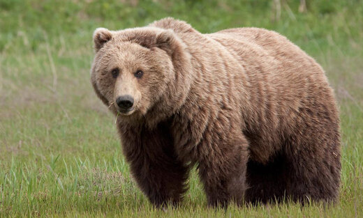 صدور حکم بازداشت مسببان تلف‌شدنِ «خرس قهوه‌ای» در نمین