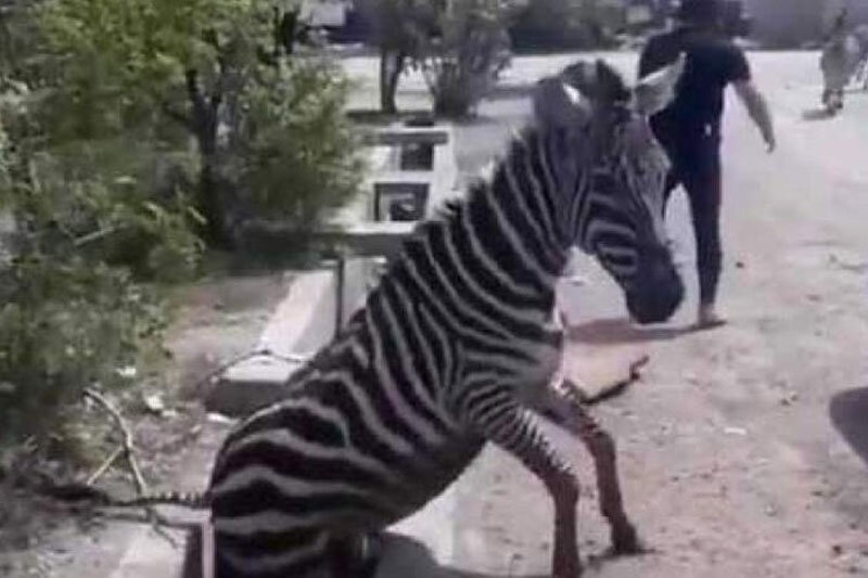 مرثیهای برای پلنگ، خرس، گورخر و همه جاندارانی که بیهوده تلف شدند