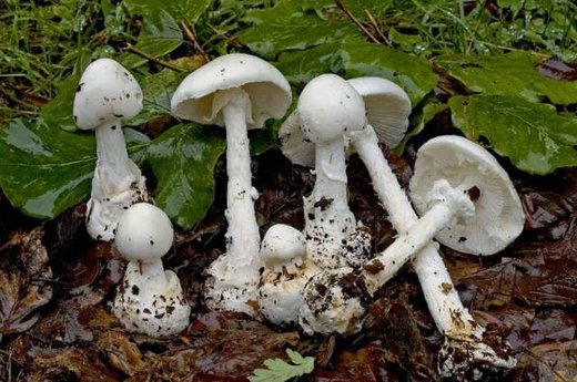 هشدار اورژانس آذربایجان‌شرقی نسبت به مصرف قارچ‌های طبیعی