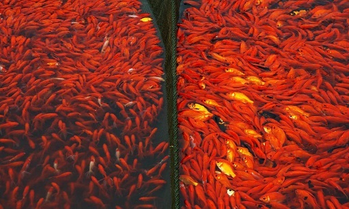 آسیبهای ماهی قرمز به طبیعت و انسان