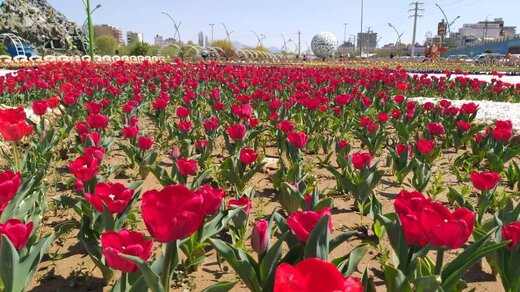 کاشت ۵۰ هزار گل لاله در «گوللرباغی» ارومیه