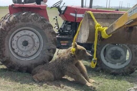 کشتار یک خرس در اردبیل بعد از تلف شدن پلنگ مازندران