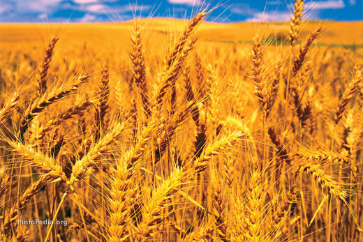 ۹ مرکز خرید گندم برای تحویل محصول کشاورزان اهواز درنظر گرفته شد
