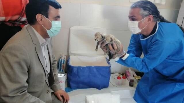 اعتراض رئیس جامعه دامپزشکان به تلف شدن تولههای «ایران»: مدیران شهامت استعفا ندارند اما فرافکنی میکنند