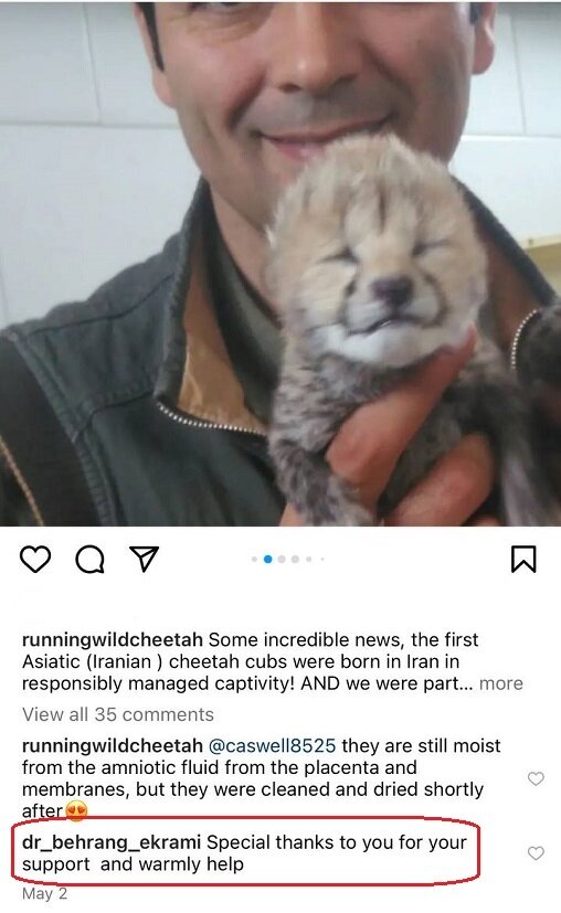 تصاویر | لحظه لمس تولههای «ایران» را ببینید | مادر تولهها به دلیل اینکه تولههایش بوی انسان گرفتهاند به آنها شیر نمیدهد