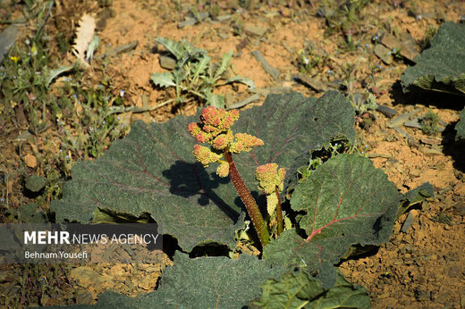 فصل برداشت یکی از پرخاصیت‌ترین گیاهان وحشی در ایران/ عکس