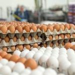 قیمت خرید تخم‌مرغ از مرغداران هفته دوم خرداد/ هر کیلو تخم‌مرغ ۳۱ هزار تومان