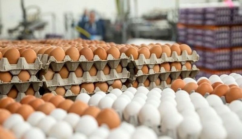 قیمت خرید تخم‌مرغ از مرغداران هفته دوم خرداد/ هر کیلو تخم‌مرغ ۳۱ هزار تومان
