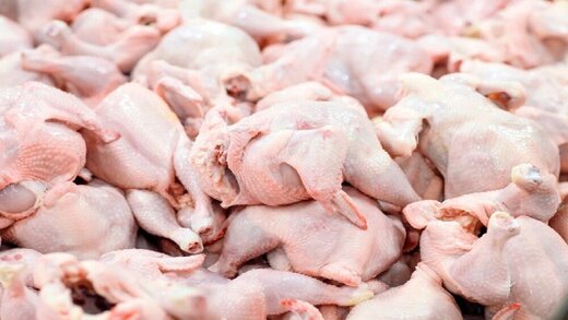 کاهش قیمت مرغ در اصفهان/تولید روزانه به بیش از یک هزار تن رسید
