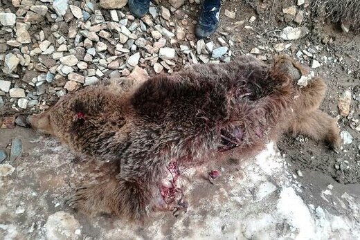 کشتار ۲ خرس در تکاب/ قاتل حیات وحش بازداشت شد