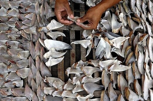کشف بیش از ۲۵۰۰ بال کوسه در کیش؛ چه کسانی غذای گران‌قیمت با بال کوسه را می‌خورند؟/ عکس