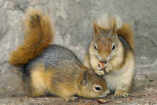 قاچاق سنجاب از جنگل‌های زاگرس؛ خطر انقراض در کمین این گونه بومی