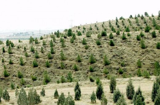 ۵۴هکتار جنگل کاریدرقالب پروژه های احیا و غنی سازی  جنگل و توسعه جنگل در استان سمنان انجام شد