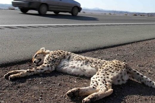 یوزپلنگ ایرانی تلف شده در تصادف جاده‌ای شهرستان میامی، ماده بود